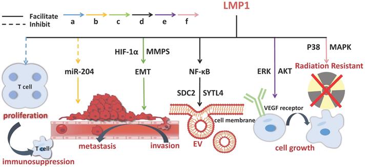 Int J Biol Sci Image