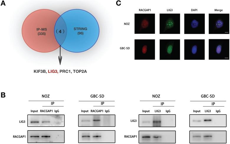 Int J Biol Sci Image