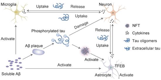 Int J Biol Sci Image