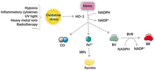 Int J Biol Sci Image