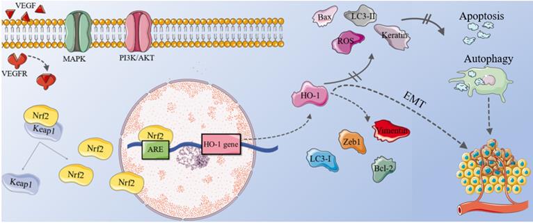 Int J Biol Sci Image