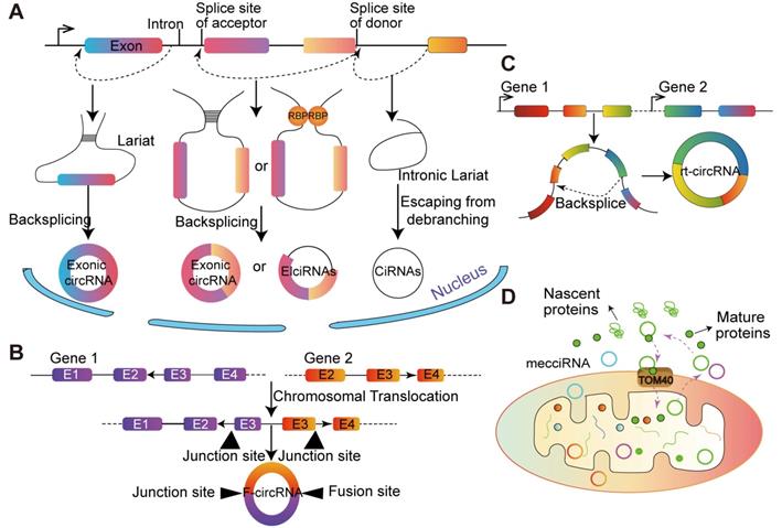 Int J Biol Sci Image