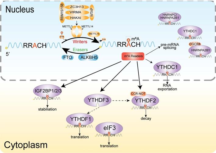 Int J Biol Sci Image