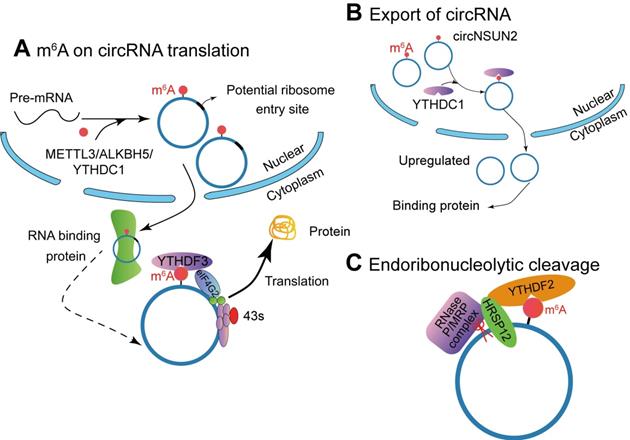 Int J Biol Sci Image