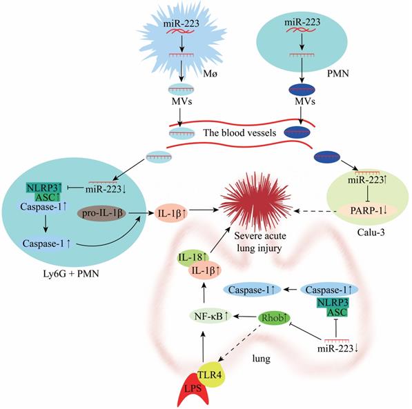 miR-223: An Effective Regulator of Immune Cell Differentiation and ...