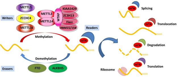 Int J Biol Sci Image