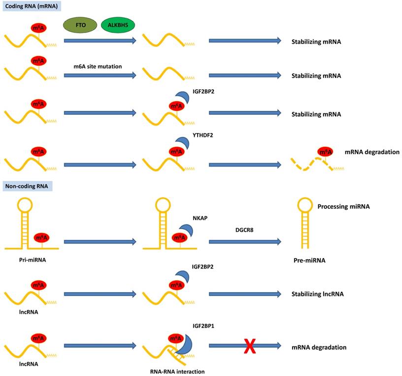 Int J Biol Sci Image