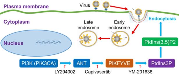 Int J Biol Sci Image