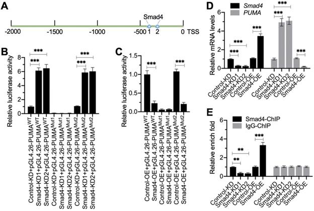 Int J Biol Sci Image