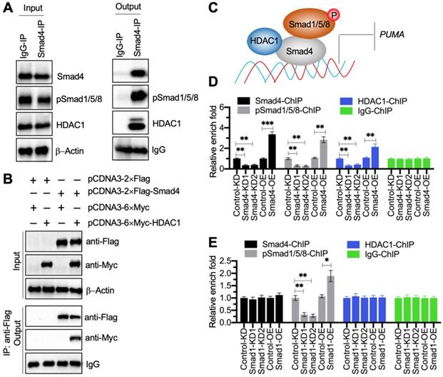 Int J Biol Sci Image