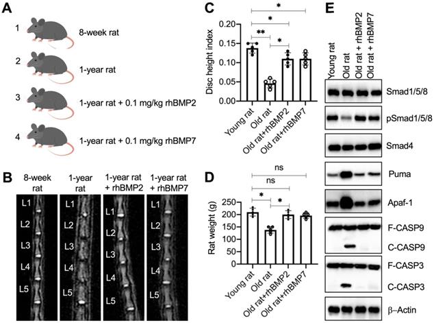 Int J Biol Sci Image