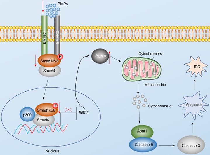 Int J Biol Sci Image