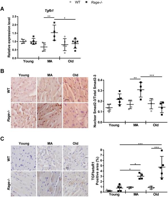 Int J Biol Sci Image