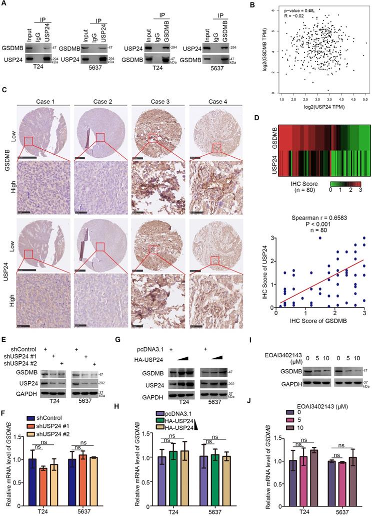 Int J Biol Sci Image