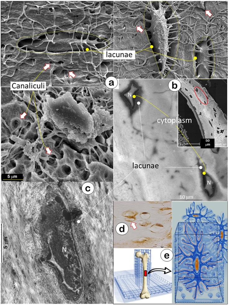 Int J Biol Sci Image