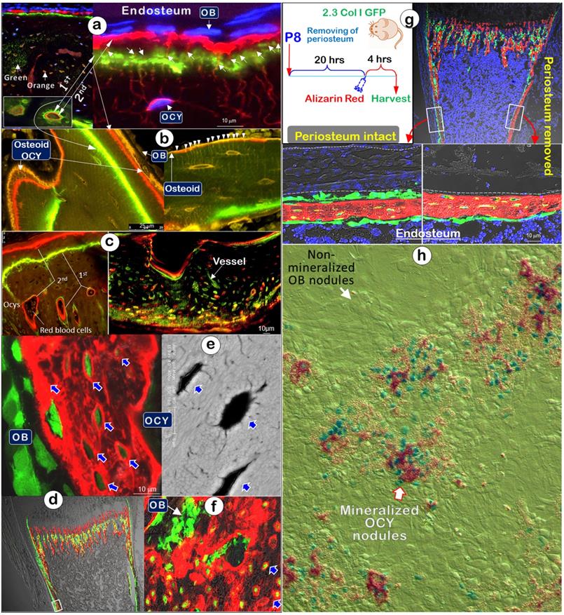 Int J Biol Sci Image