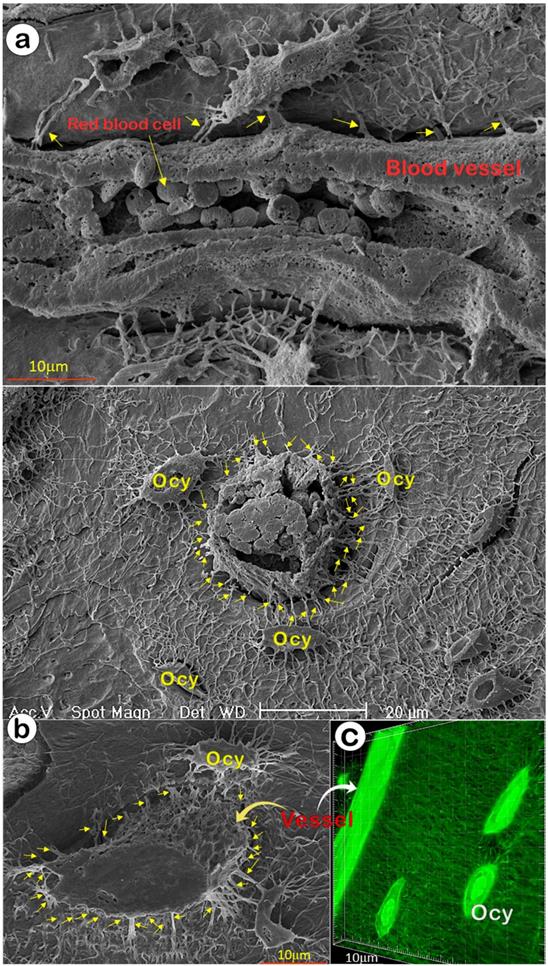 Int J Biol Sci Image