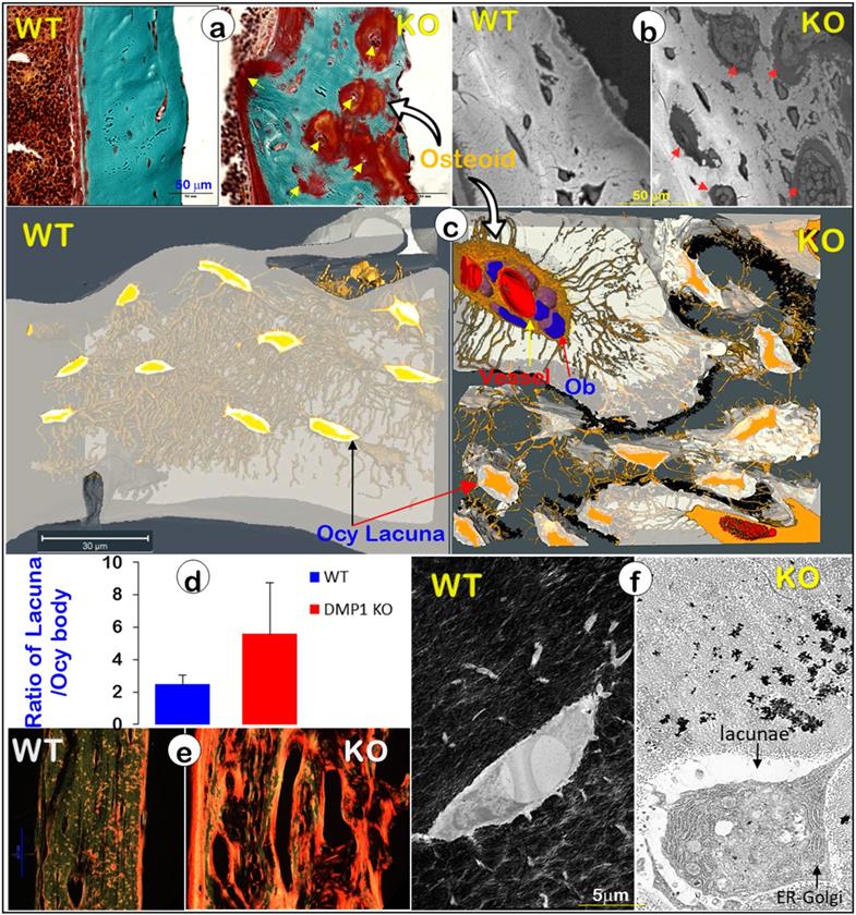 Int J Biol Sci Image