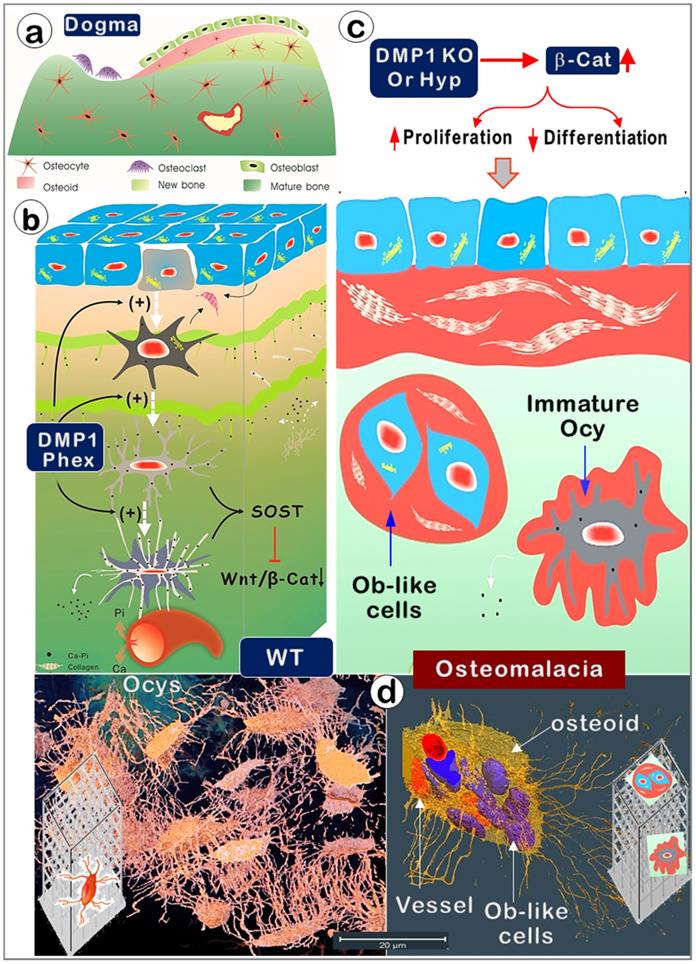 Int J Biol Sci Image