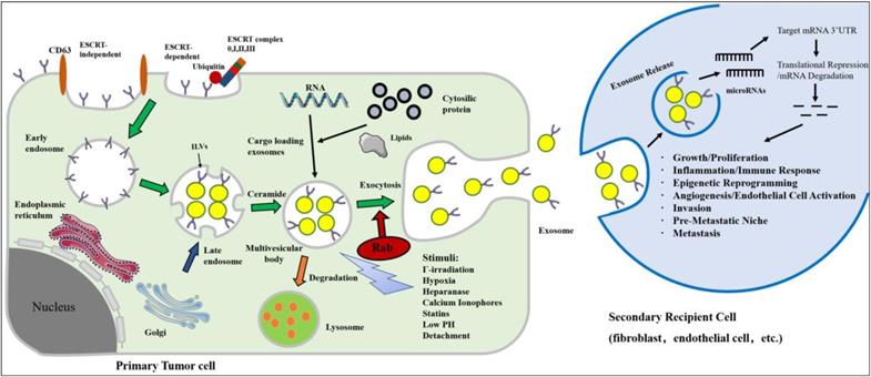 Int J Biol Sci Image