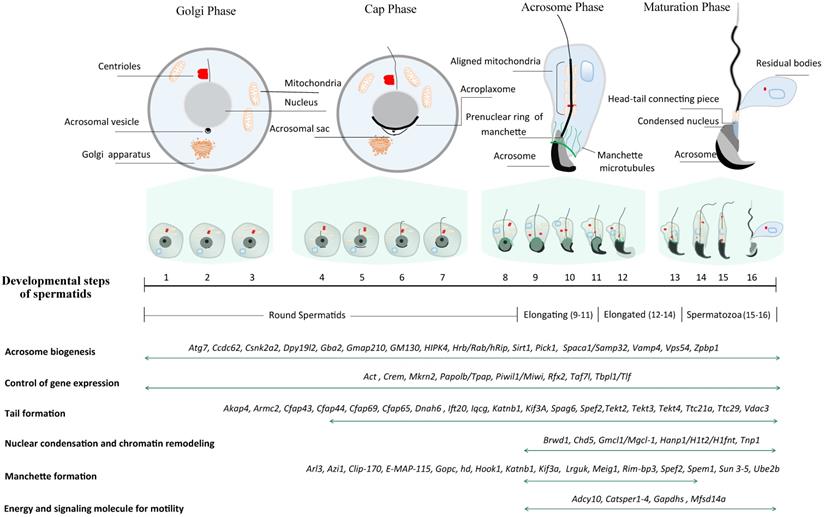 Int J Biol Sci Image