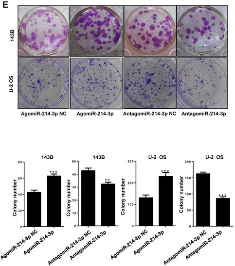 Int J Biol Sci Image