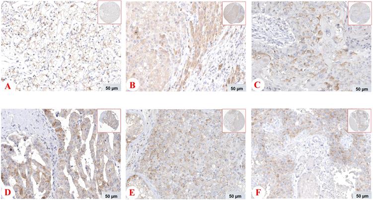 Int J Biol Sci Image