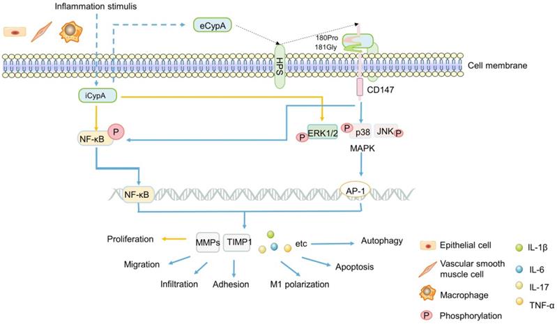 Int J Biol Sci Image