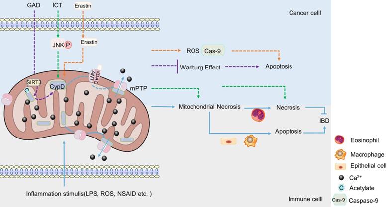 Int J Biol Sci Image