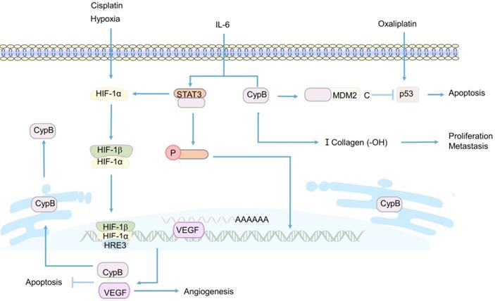 Int J Biol Sci Image