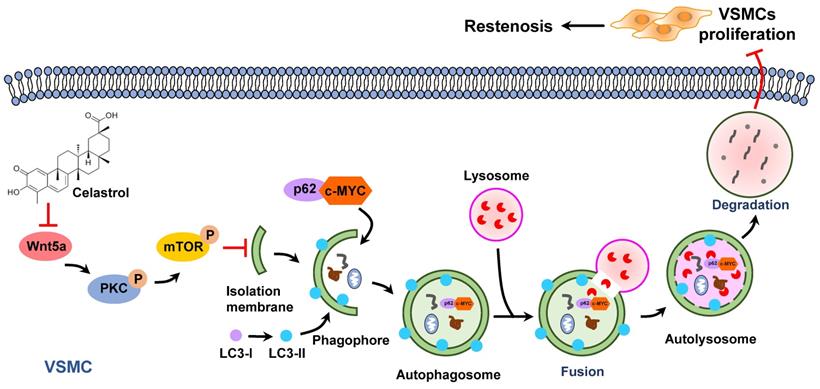 Int J Biol Sci Image