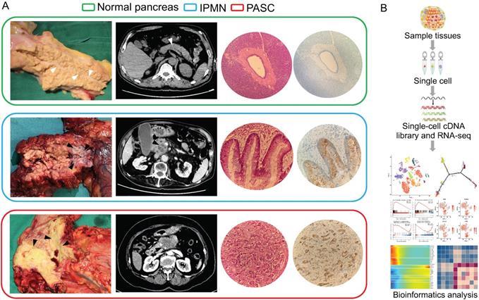 Int J Biol Sci Image