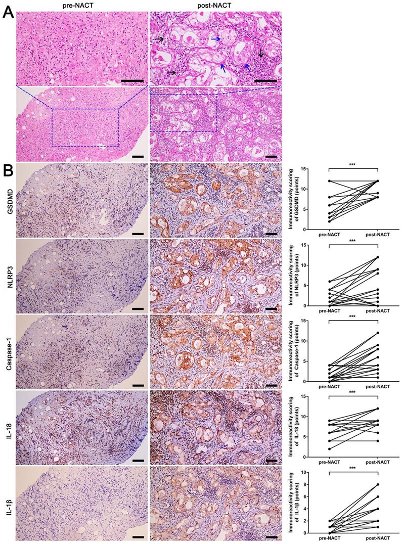 Int J Biol Sci Image