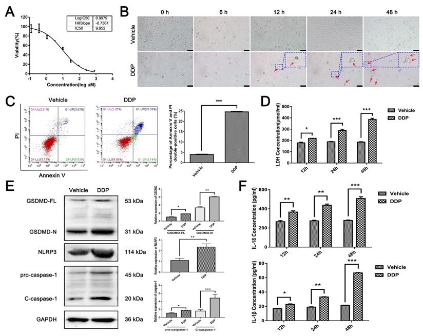 Int J Biol Sci Image