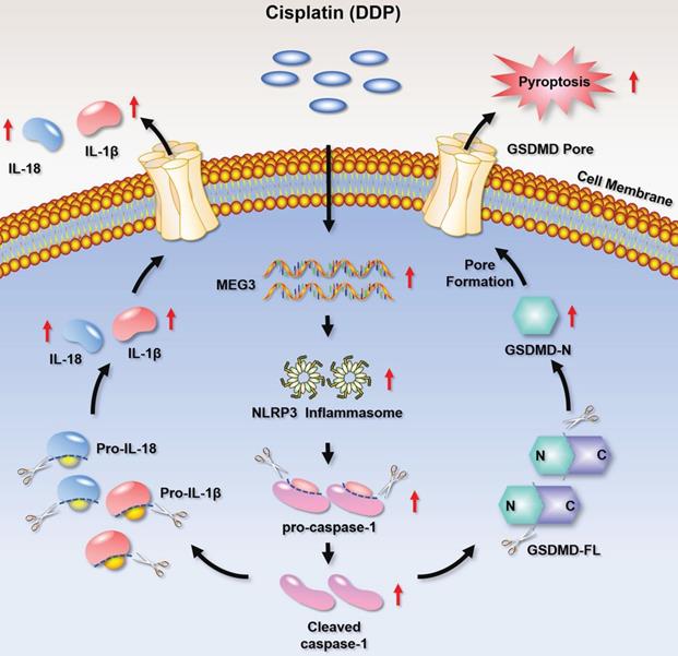 Int J Biol Sci Image