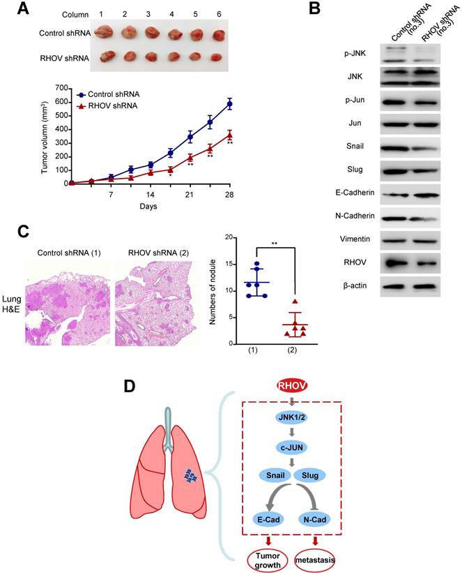 Int J Biol Sci Image