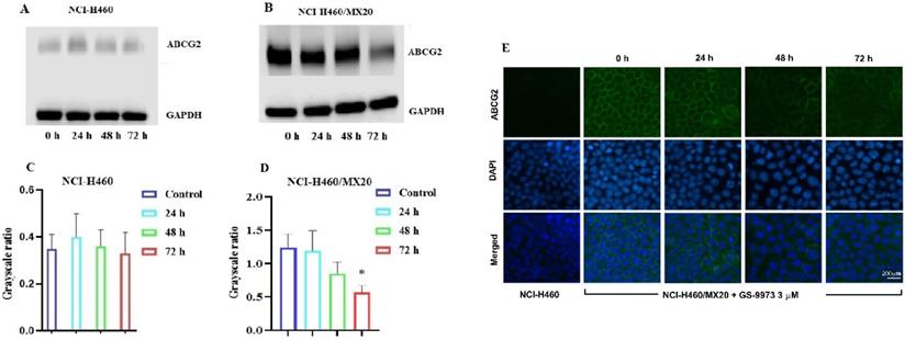 Int J Biol Sci Image