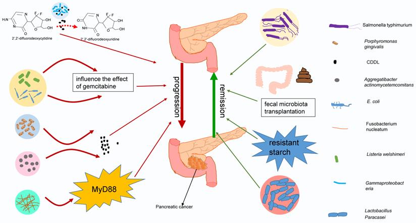 Int J Biol Sci Image