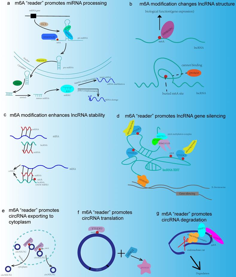 Int J Biol Sci Image