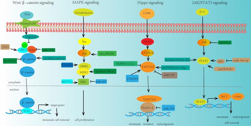 Int J Biol Sci Image