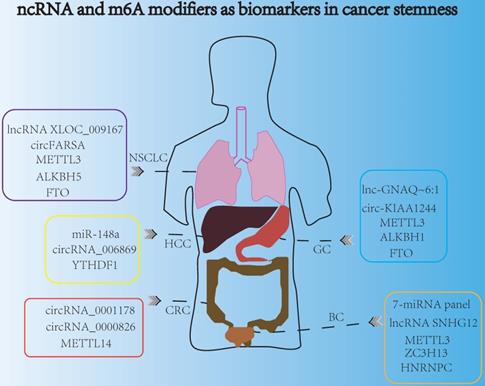 Int J Biol Sci Image