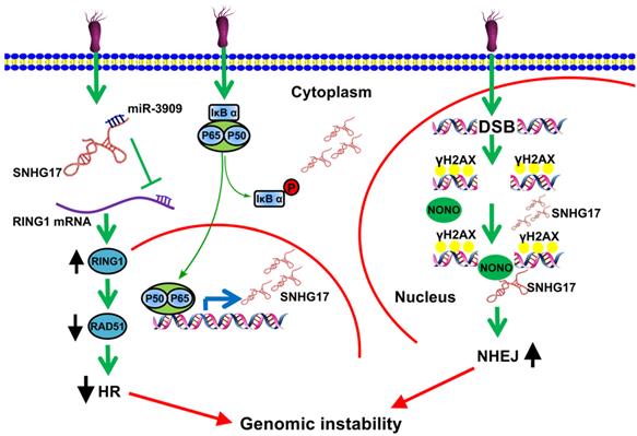 Int J Biol Sci Image