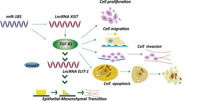 Int J Biol Sci Image