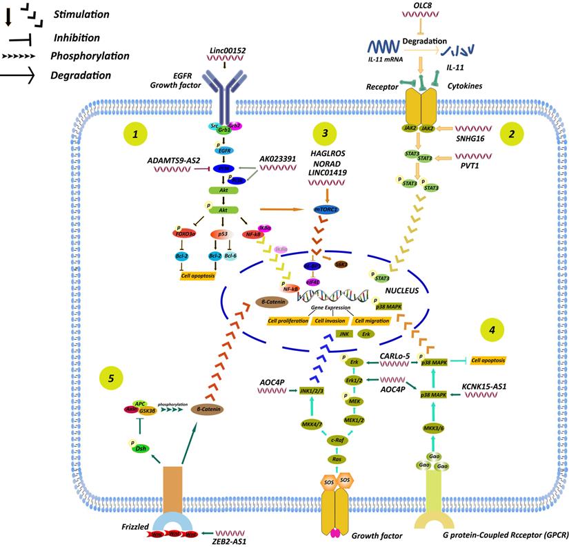 Int J Biol Sci Image