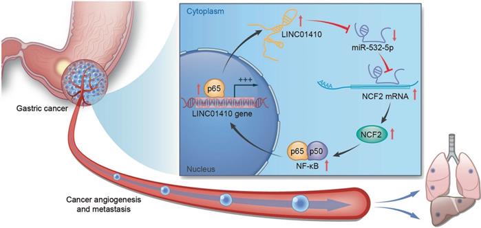 Int J Biol Sci Image