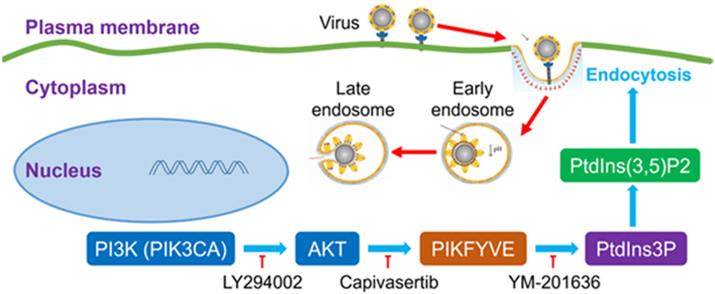 Int J Biol Sci Image