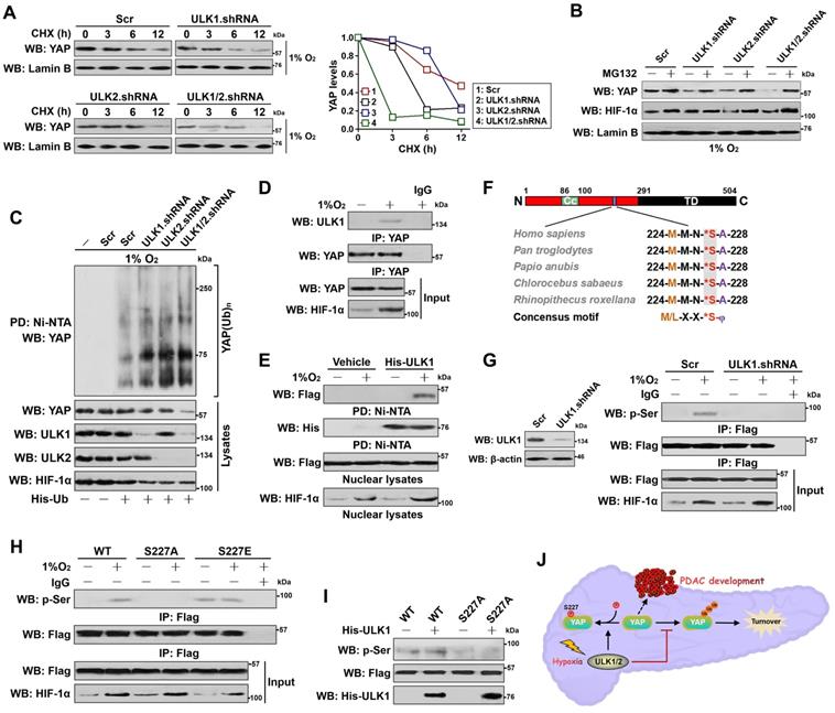 Int J Biol Sci Image