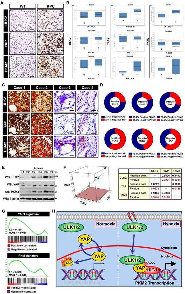 Int J Biol Sci Image