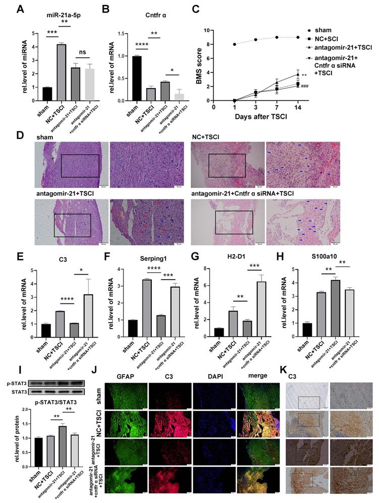 Int J Biol Sci Image