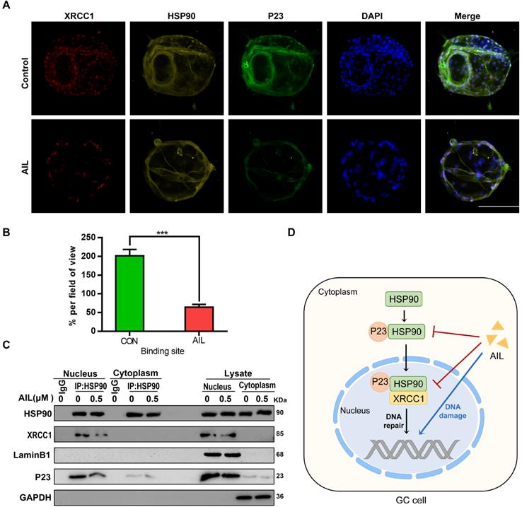 Int J Biol Sci Image